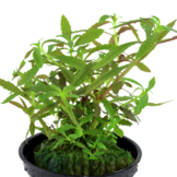 Tropica Limnophila Hippuroides - In Vitro