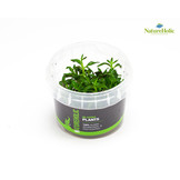 Tropica Limnophila Hippuroides - In Vitro