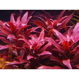 Ludwigia Glandulosa Pot