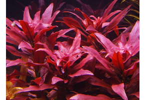 Ludwigia Glandulosa Pot
