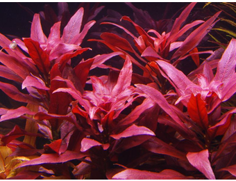 Ludwigia Glandulosa Pot