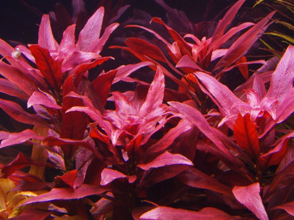 Ludwigia Glandulosa Pot