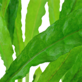 Microsorum pteropus - pot