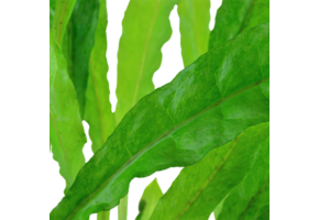 Microsorum pteropus - pot