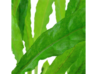 Microsorum pteropus - pot