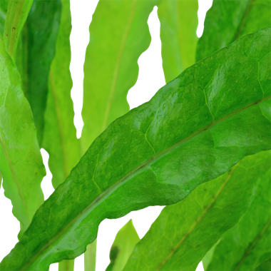 Microsorum pteropus - pot