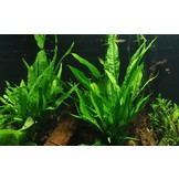 Microsorum pteropus - pot