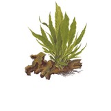 Microsorum pteropus - pot