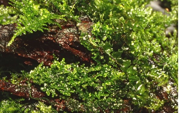Tropica Riccardia chamedryfolia Mos In Vitro