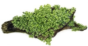 Tropica Riccardia chamedryfolia Mos In Vitro