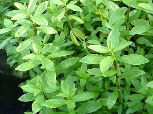 Hygrophila polysperma Sunset