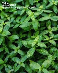 Hygrophila polysperma Sunset