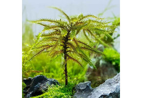 climacium japonicum In Vitro