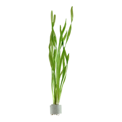 Tropica Vallisneria americana 'Asiatica'