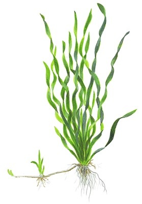 Tropica Vallisneria americana 'Asiatica'