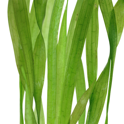 Tropica Vallisneria americana 'Asiatica'