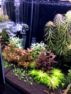 Ombouw en skimmer Aquario  Neo Ver 1 naar Ver 2                                                                                          