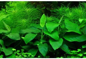 tropica Anubias barteri var. nana In Vitro