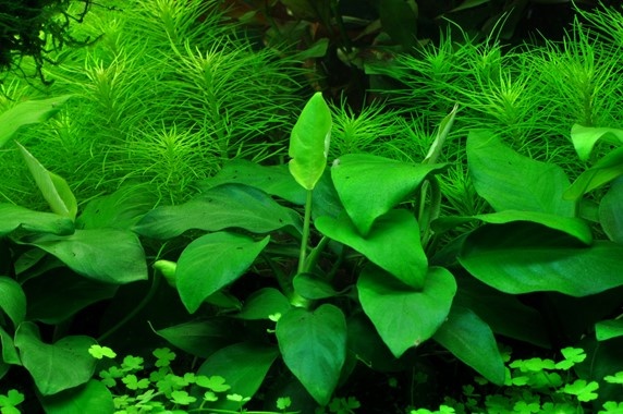 tropica Anubias barteri var. nana In Vitro