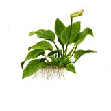 tropica Anubias barteri var. nana In Vitro
