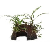 Tropica Hygrophila pinnatifida on Cocos