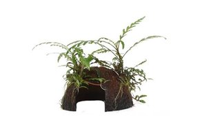 Tropica Hygrophila pinnatifida on Cocos