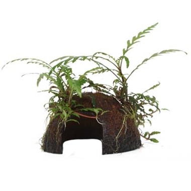 Tropica Hygrophila pinnatifida on Cocos