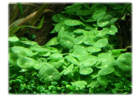 Hydrocotyle verticillata In Vitro