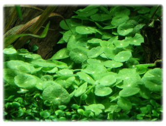 Hydrocotyle verticillata In Vitro