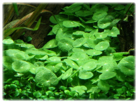 Hydrocotyle verticillata In Vitro