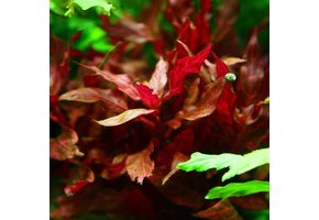 Alternanthera reineckii  Rosanervig In Vitro