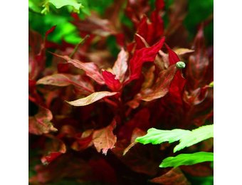 Alternanthera reineckii Rosanervig In Vitro