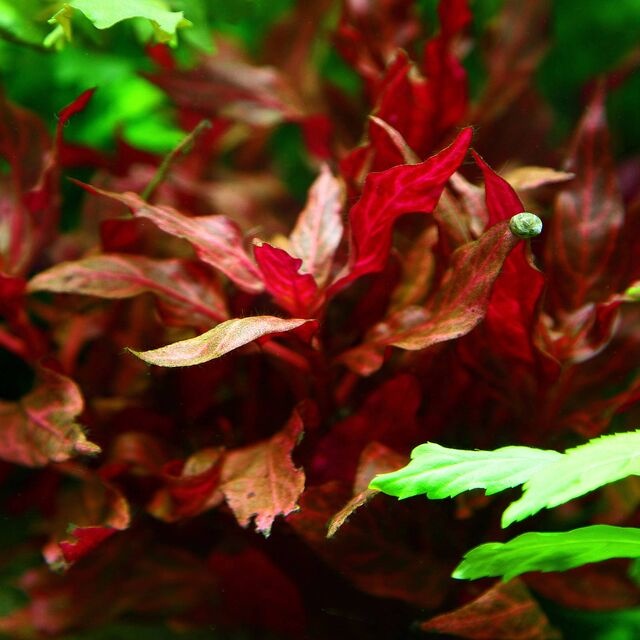 Alternanthera reineckii Rosanervig In Vitro