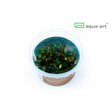 Bucephalandra Aqua Artica In Vitro