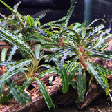 Bucephalandra Aqua Artica In Vitro