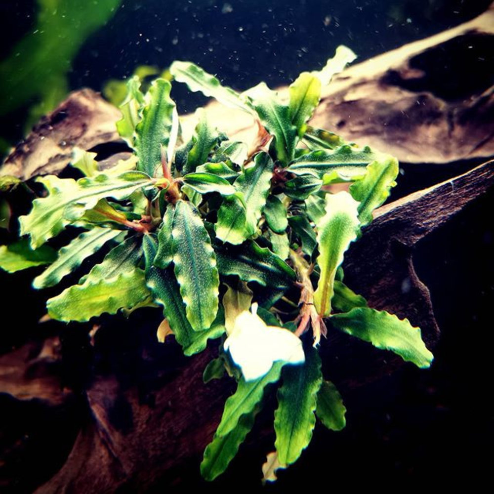 Bucephalandra sp. ミリミックス② - 水草