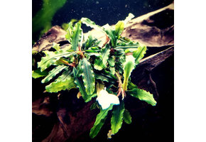 Bucephalandra Aqua Artica In Vitro