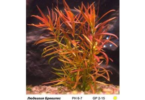 Ludwigia Brevipes In Vitro