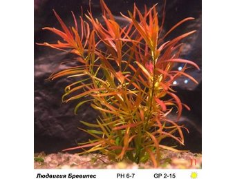 Ludwigia Brevipes In Vitro