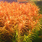 Ludwigia Brevipes In Vitro