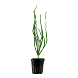 Tropica crinum calamistratum