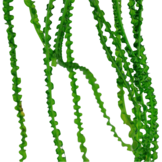 Tropica crinum calamistratum