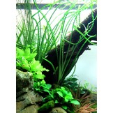 Tropica crinum calamistratum