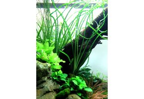 Tropica crinum calamistratum