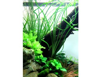 Tropica crinum calamistratum