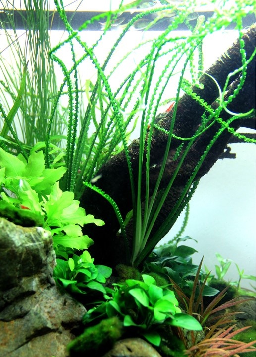 Tropica crinum calamistratum