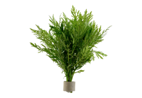 Hygrophila Difformis