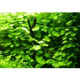 Hydrocotyle  Leucocephala - pot (braziliaanse klimop)