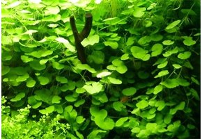 Hydrocotyle  Leucocephala - pot (braziliaanse klimop)