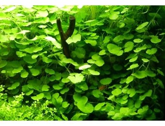 Hydrocotyle  Leucocephala - pot (braziliaanse klimop)